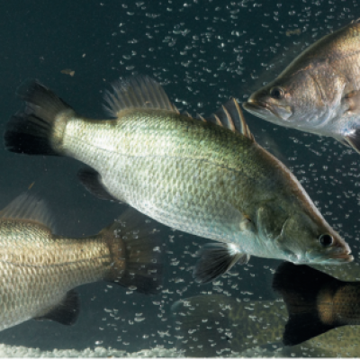 Barramundi swimming in aquaculture tank. Image, MainStream Aquaculture Group. 